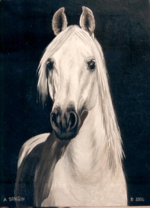 Koń arabski 1