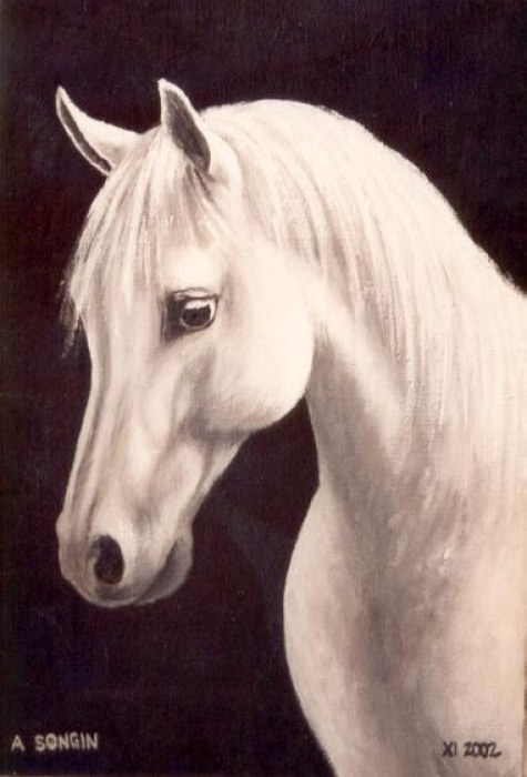 Koń arabski 2