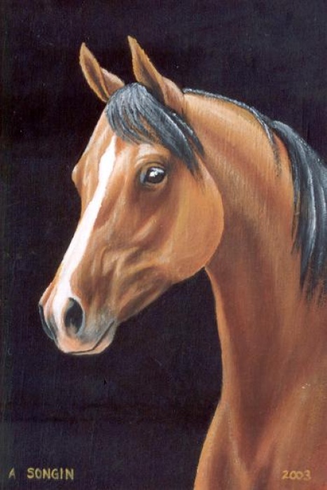 Koń arabski 4
