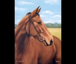 Portret konia Arosa