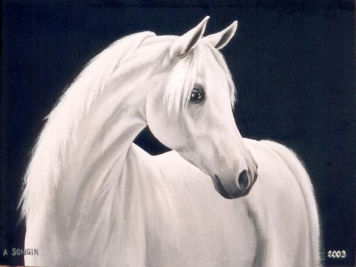 Biały koń arabski
