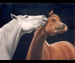 Dwa konie 1