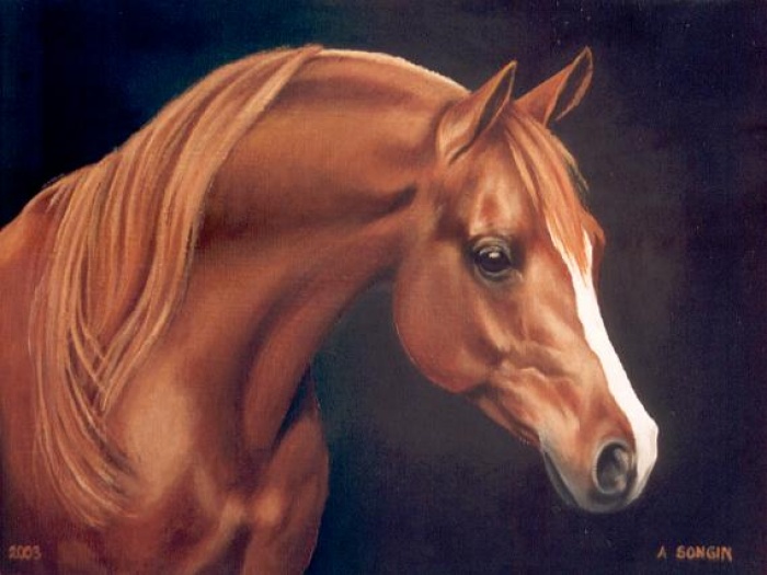 Koń arabski 5