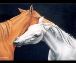 Dwa konie 2