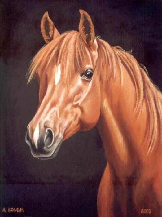 Koń arabski 6