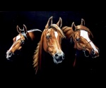 Trzy konie - kopia