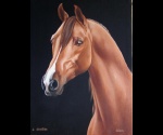 Koń arabski 9