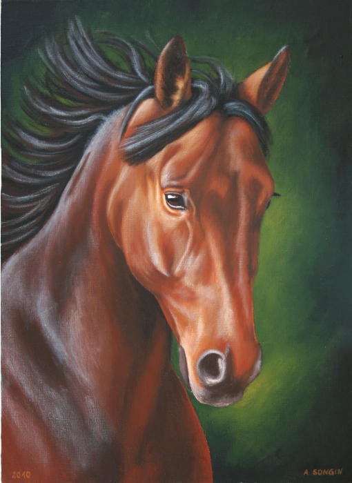Portret konia Halogen