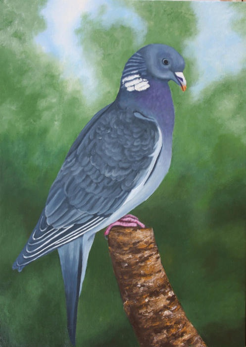 Gołąb