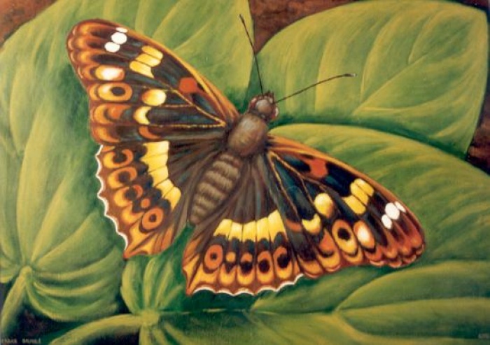 Motyl