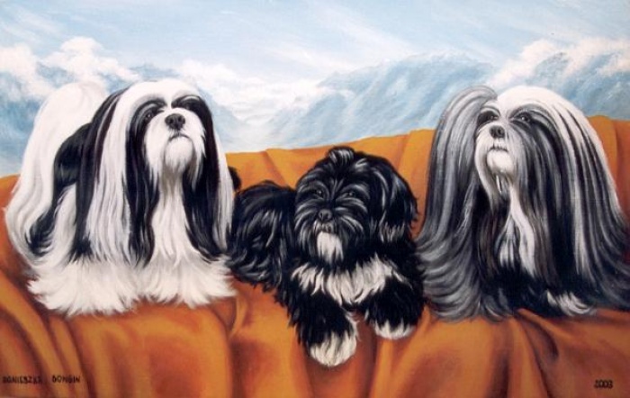 Lhasa Apso