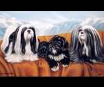 Lhasa Apso