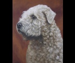 Soft coated wheaten terier