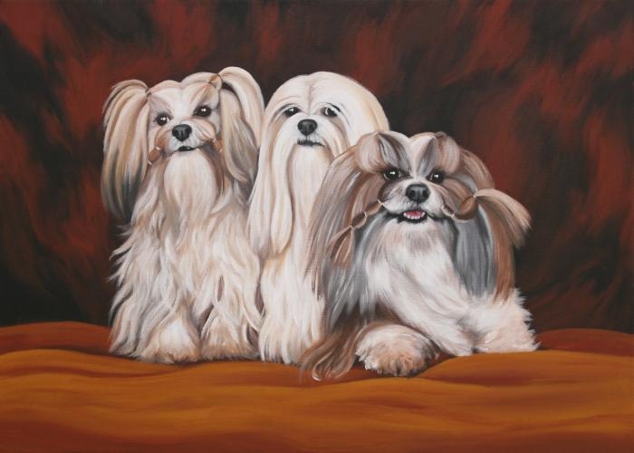 Lhasa Apso