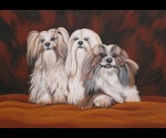 Lhasa Apso