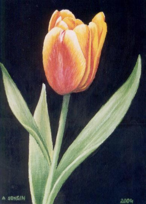 Tulipan