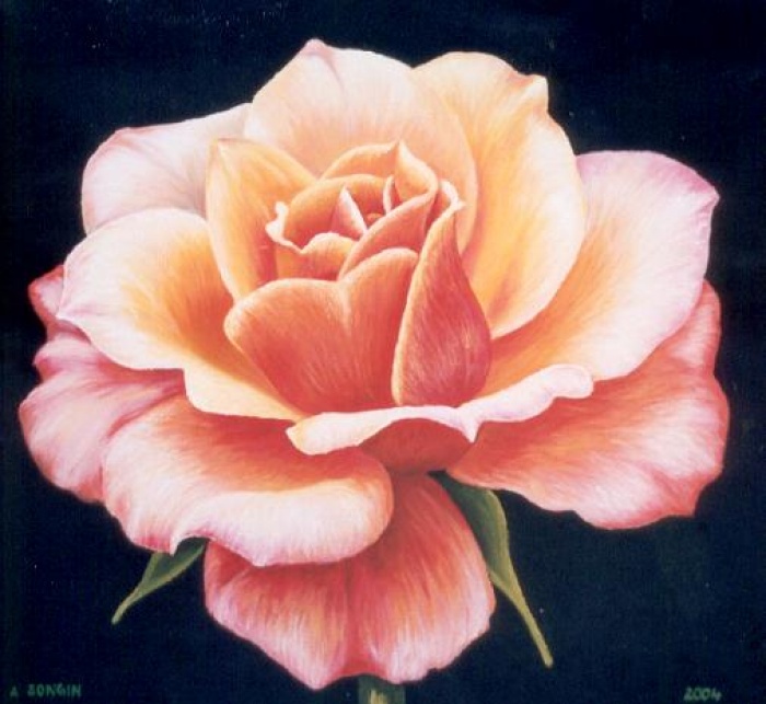 Róża żółto-różowa